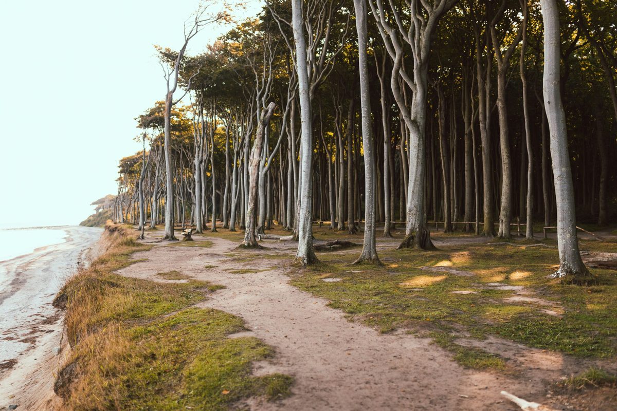Verwunschener Waldweg entlang des Strandes mit gewundenen Bäumen.