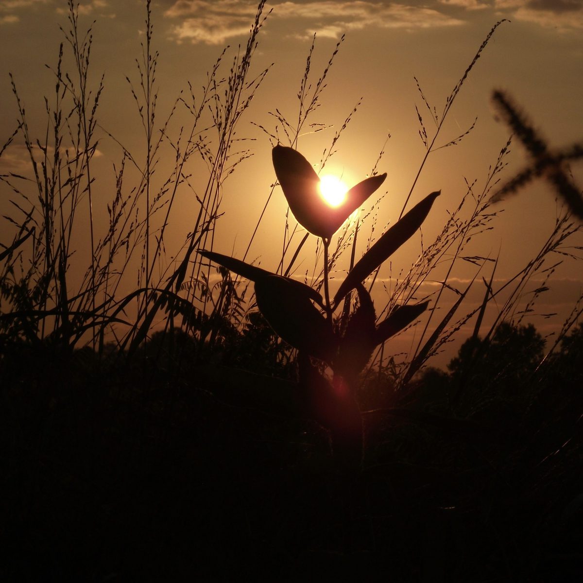 Sonnenuntergang hinter Pflanzen – Silhouetten gegen den Abendhimmel