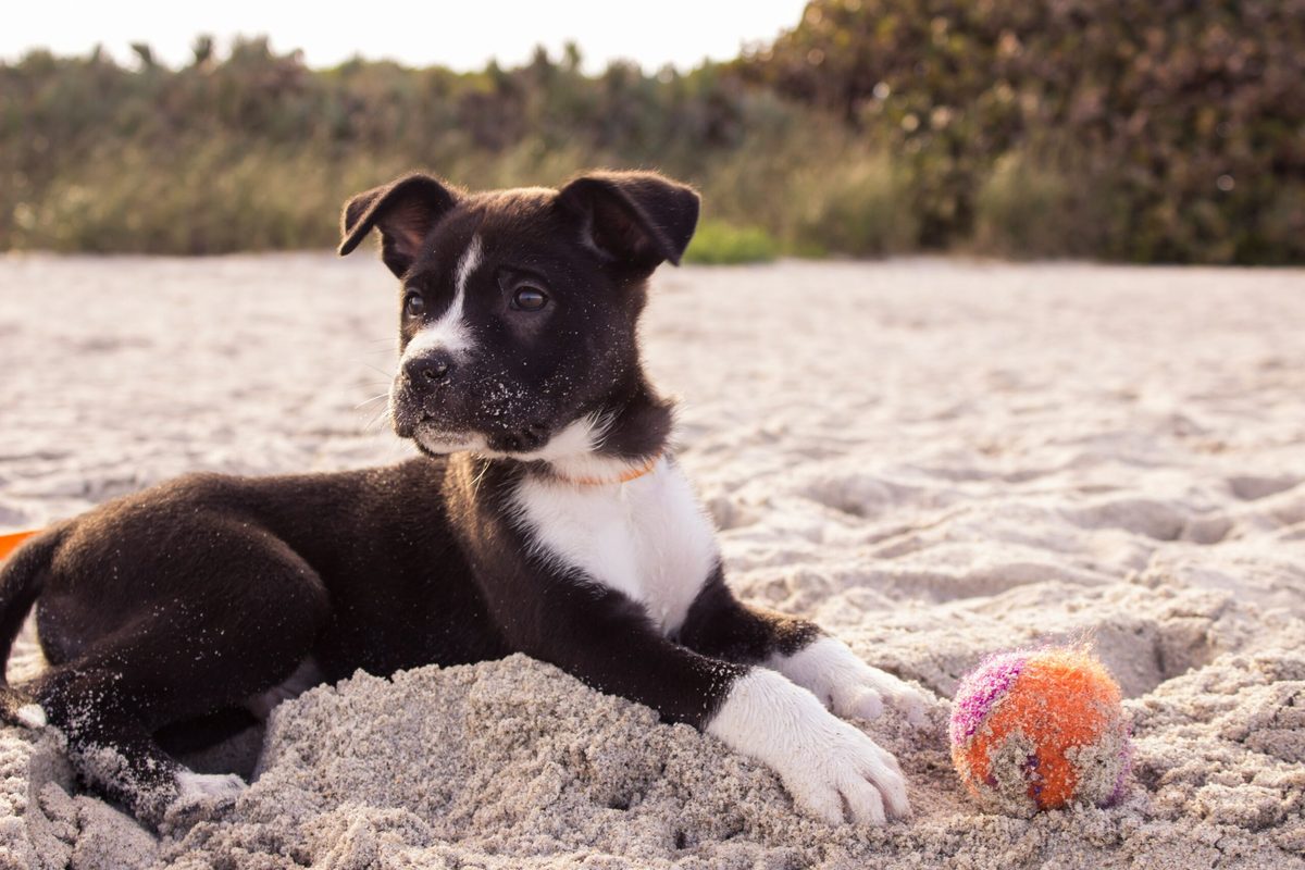 Junger Hund spielt am Sandstrand, neugierig blickend, mit einem bunten Ball.