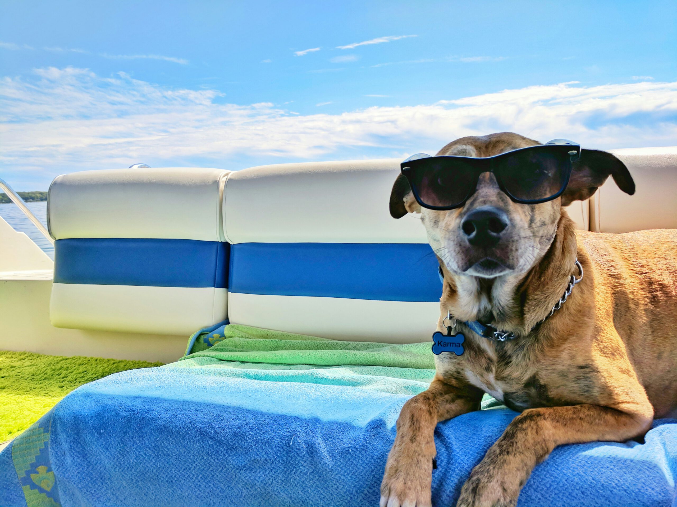 Entspannter Hund mit Sonnenbrille genießt das Leben an Bord eines Bootes auf der Ostsee.